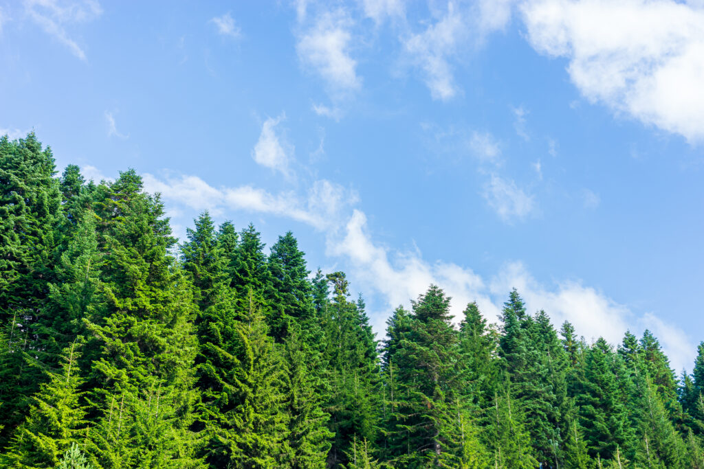 beautiful summer landscape savsat artvin province turkey