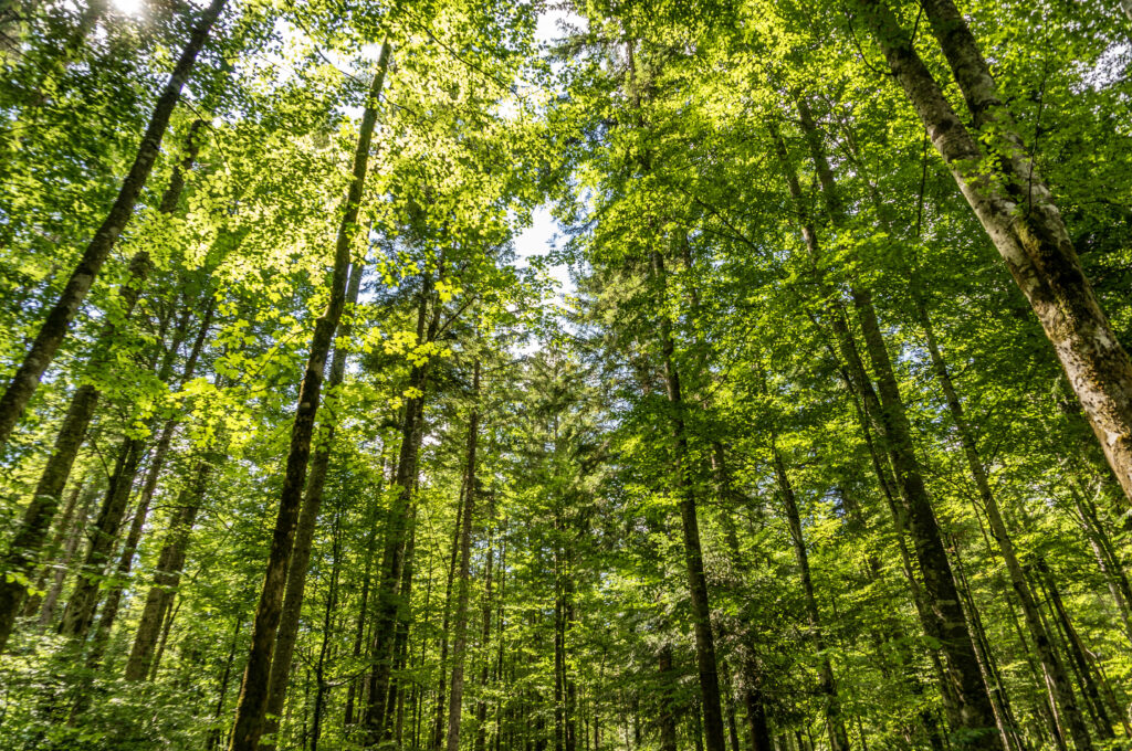폐수처리설비 2 low angle shot tall trees forest sunny day
